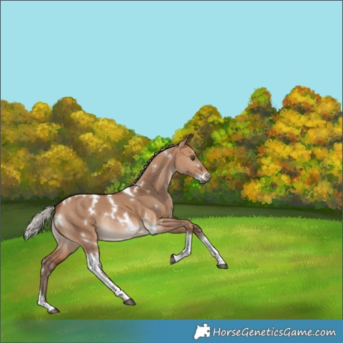 Horse Color:White Spotted Silver Brown Dun Tobiano Rabicano 