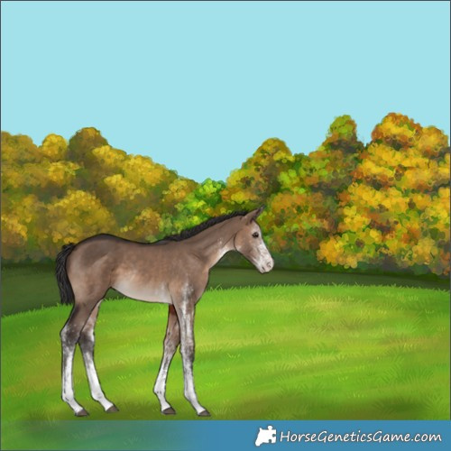Horse Color:Unknown 