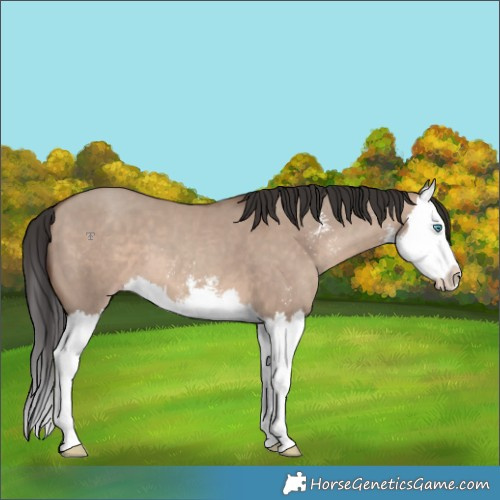 Horse Color:Sable Champagne Dun Sabino Splash 