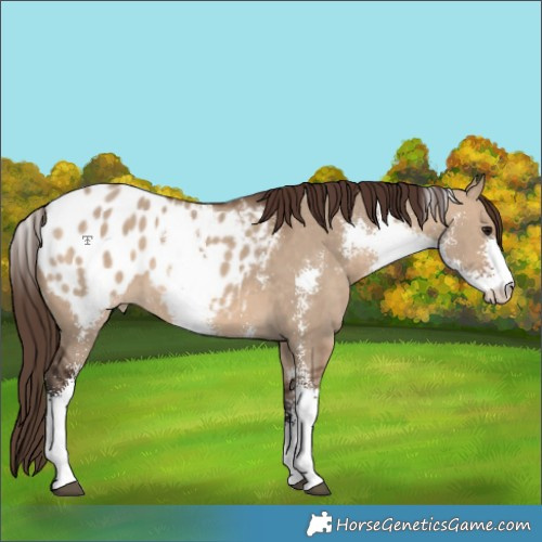 Horse Color:Brown Dun Sabino Appaloosa