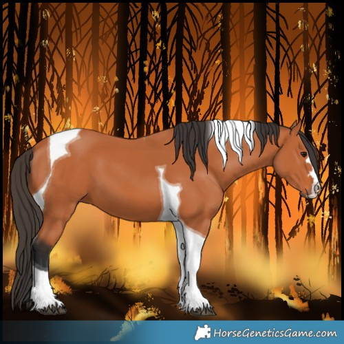 Horse Color:Bay Tobiano 