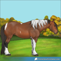 Horse Color:Bay Tobiano