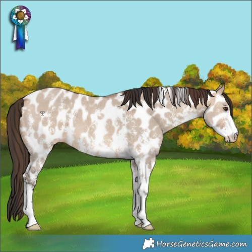 Horse Color:Bay Dun Sabino Leopard