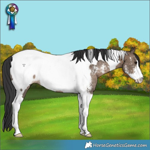 Horse Color:Brown Dun Sabino Tobiano Snowcap Rabicano