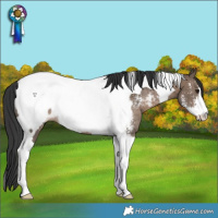 Horse Color:Brown Dun Sabino Tobiano Snowcap Rabicano 