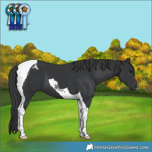 Horse Color:Black Tobiano 