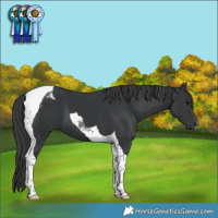 Horse Color:Black Tobiano 