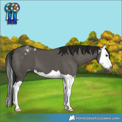 Horse Color:Gray Grullo Splash Appaloosa