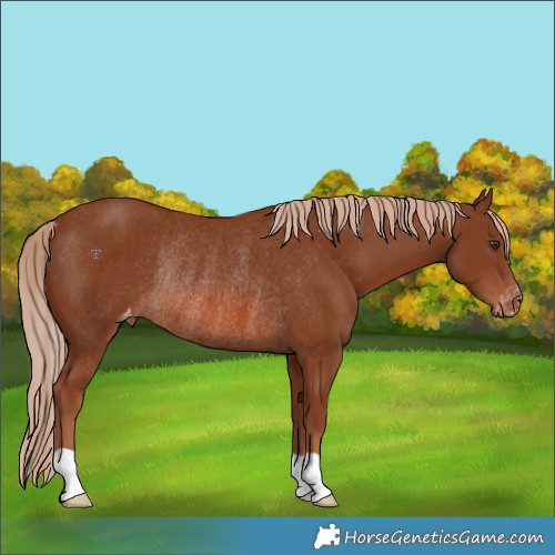 Horse Color:Chestnut Varnish Rabicano 
