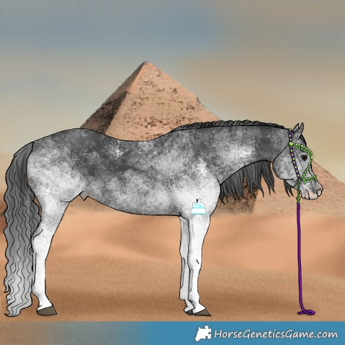 Horse Color:White Spotted Black Rabicano 