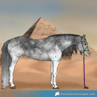 Horse Color:White Spotted Black Rabicano 