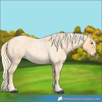 Horse Color:Palomino Roan 