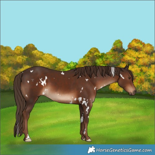 Horse Color:White Spotted Liver Chestnut 