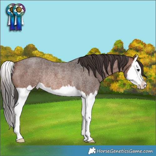 Horse Color:Brown Roan Splash Varnish Rabicano