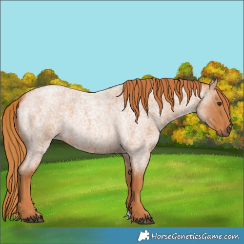 Horse Color:Red Roan
