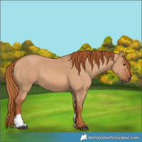 Horse Color:Red Dun