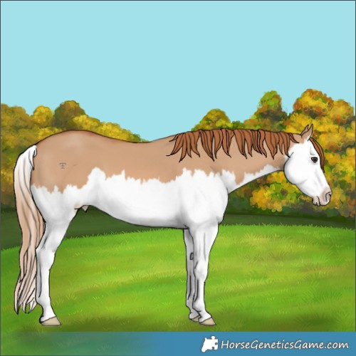 Horse Color:Red Dun Splash