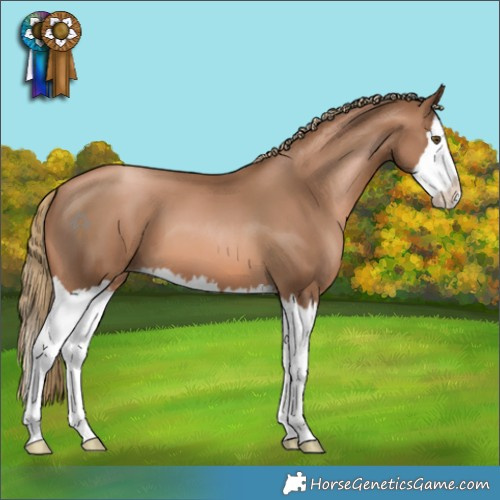 Horse Color:Liver Chestnut Pearl Splash