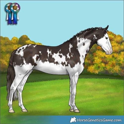 Horse Color:White Spotted Liver Chestnut Splash 