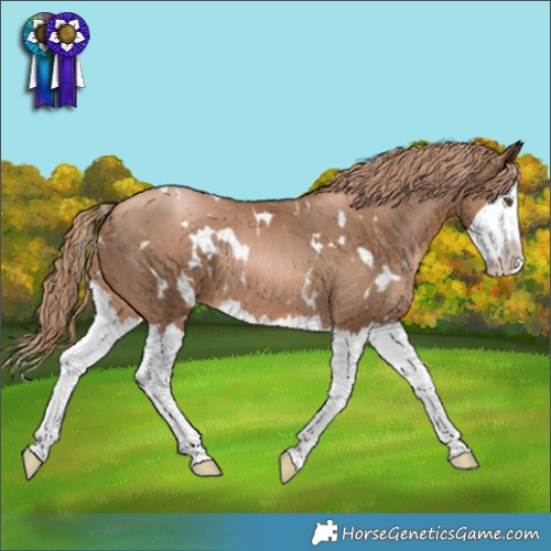 Horse Color:White Spotted Liver Chestnut Pearl Splash 