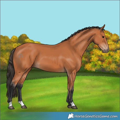 Horse Color:Bay 