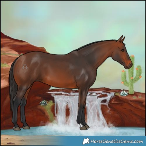 Horse Color:Bay 