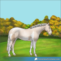 Horse Color:Chocolate Palomino Pearl Tobiano Frame and Gold Cream Champagne Pearl Tobiano Frame