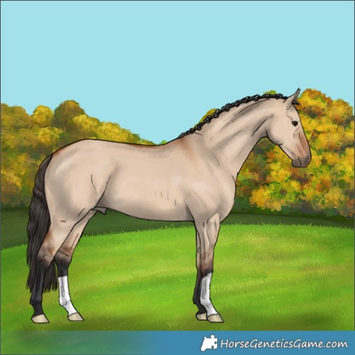 Horse Color:Bay Dun