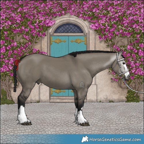 Horse Color:Gray Grullo