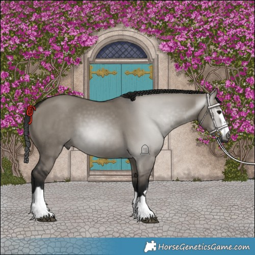 Horse Color:Gray Grullo