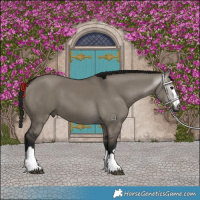 Horse Color:Gray Grullo 