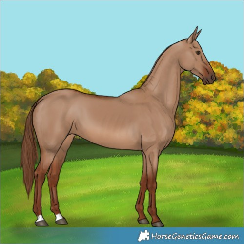 Horse Color:Red Dun 