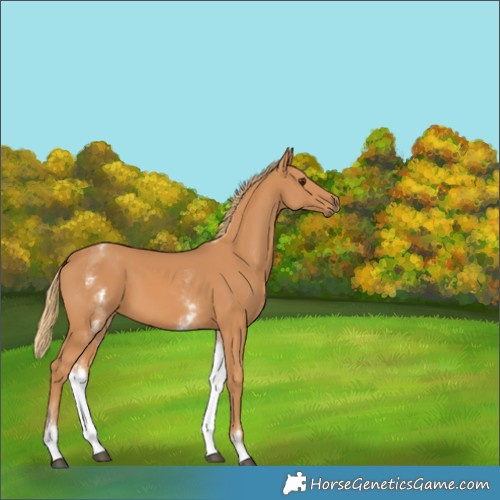 Horse Color:White Spotted Chestnut