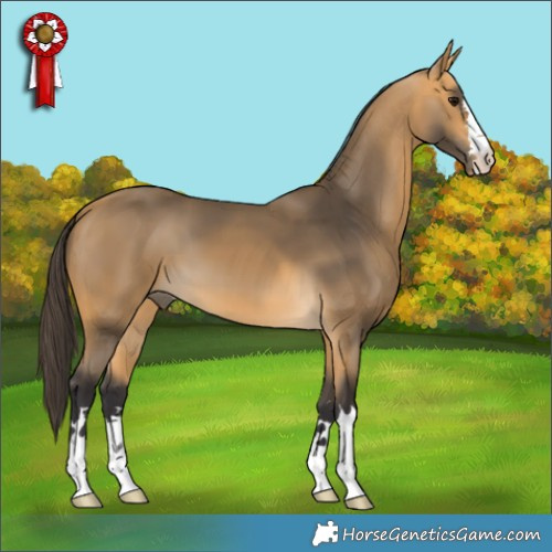 Horse Color:Buckskin 