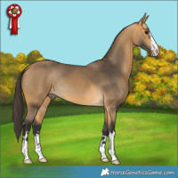 Horse Color:Buckskin 