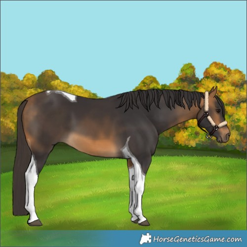 Horse Color:Buckskin Tobiano 