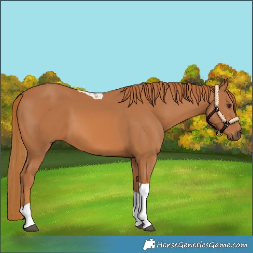 Horse Color:Chestnut Tobiano