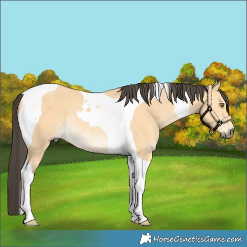 Horse Color:Buckskin Tobiano Rabicano