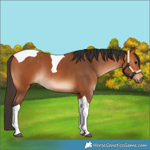 Horse Color:Bay Tobiano Rabicano 