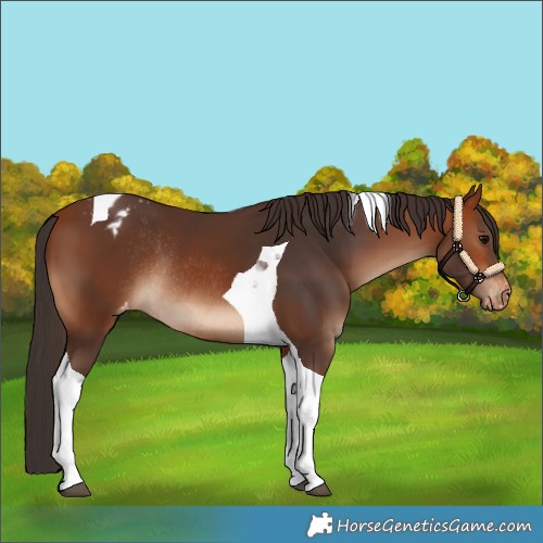Horse Color:Bay Tobiano Blanket Rabicano 