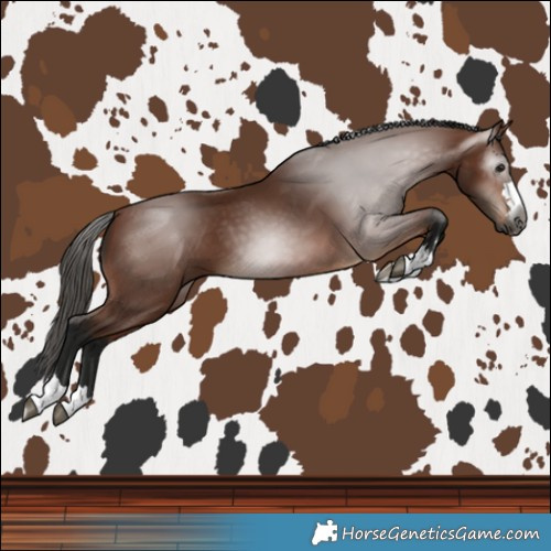 Horse Color:Gray Bay 