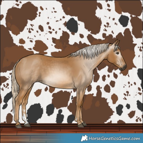 Horse Color:Gray Palomino 