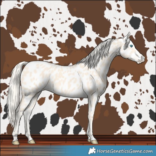 Horse Color:Cremello Near Leopard 