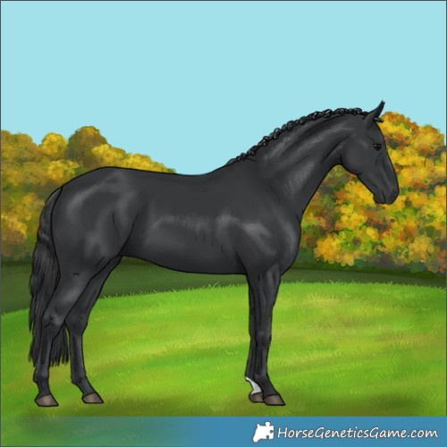 Horse Color:Black 