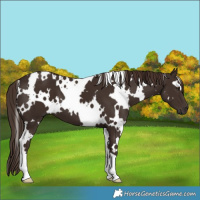 Horse Color:White Spotted Liver Chestnut 