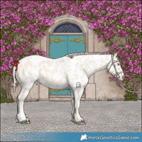 Horse Color:Cremello Near Leopard