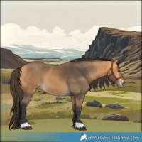 Horse Color:Buckskin 