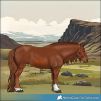 Horse Color:Chestnut 