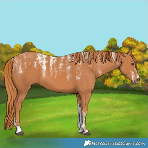 Horse Color:Powder White Chestnut 