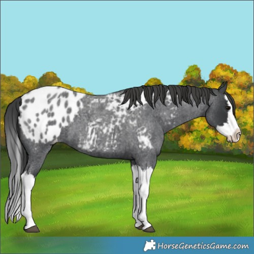 Horse Color:Blue Roan Splash Blanket
